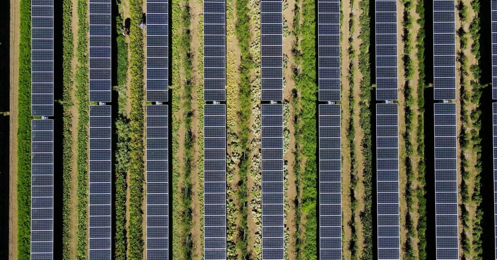 ¿Cultivar cultivos bajo paneles solares?  Ahora hay una idea brillante
