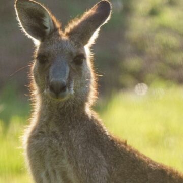 La policía de Nueva Gales del Sur investiga la matanza 'deliberada' de 14 canguros cerca de la bahía de Batemans