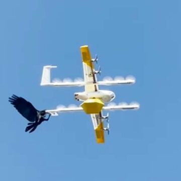 Un corbeau fonçant sur les drones de livraison de Wing pour s’y agripper et le déstabiliser. © Ben Roberts