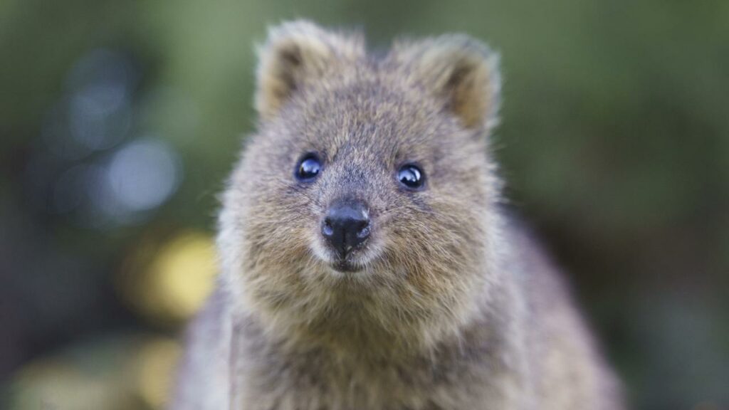 De quokkas a koalas: las 100 nuevas especies prioritarias de Australia