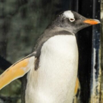 Sphen and Magic: pareja de pingüinos del mismo sexo celebra su aniversario en el acuario SEA LIFE de Sydney