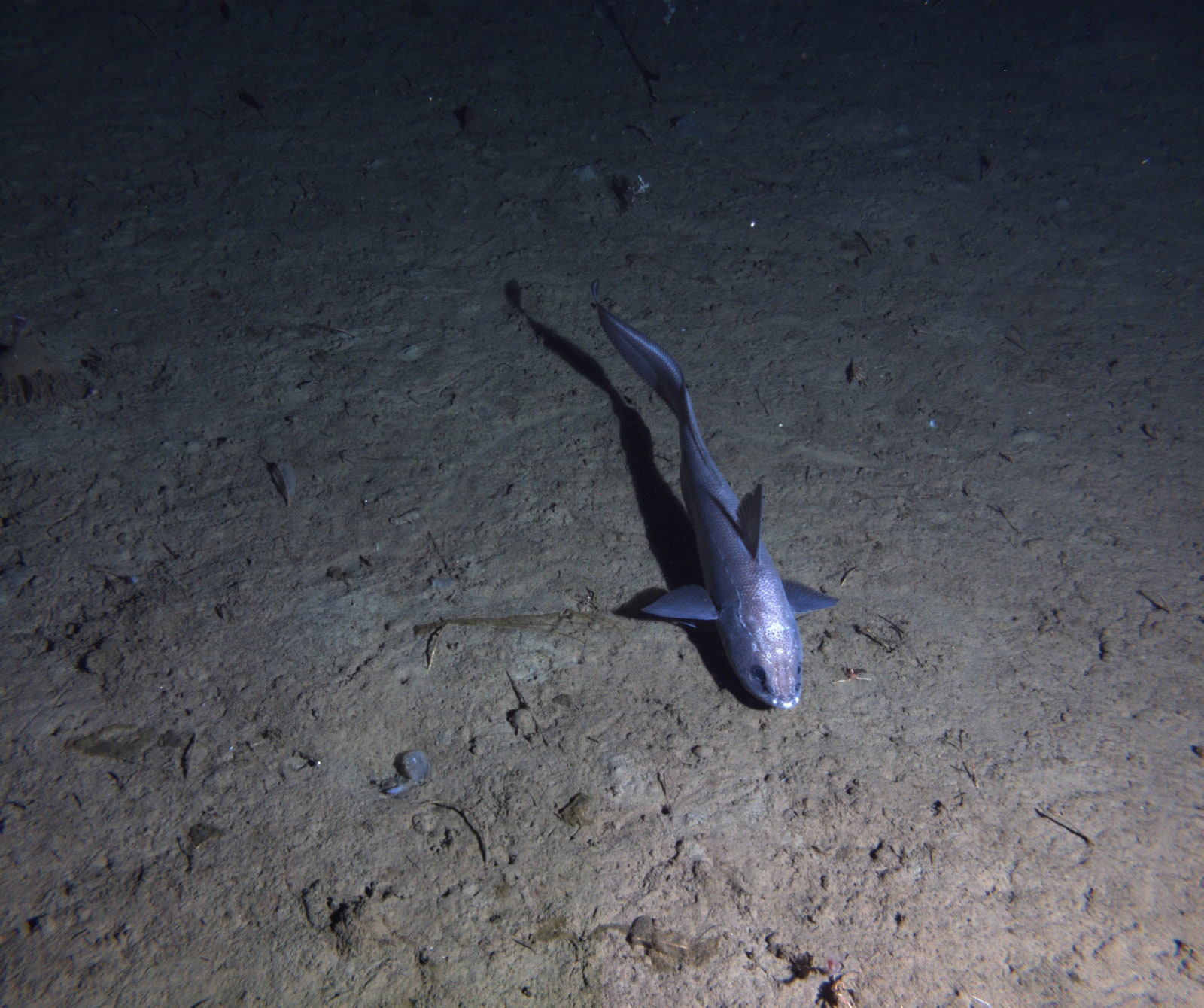 Una cola de rata fotografiada nadando justo encima del fondo marino abisal