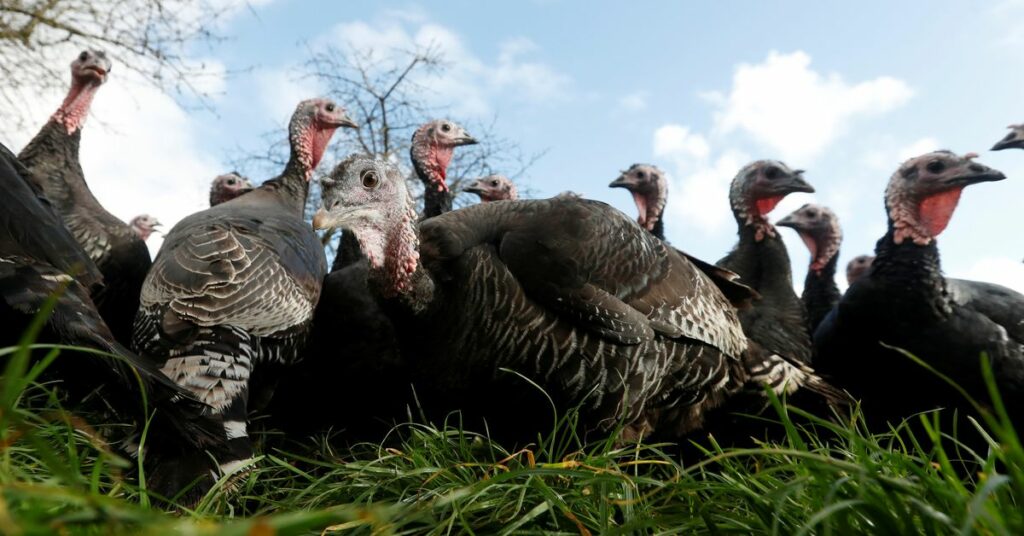 Representative Photo: Turkeys are seen in the fields of Kings Coppice Farm, as the spread of the coronavirus disease (COVID-19) continues, Cookham, Britain, November 10, 2020. REUTERS/Matthew Childs/File Photo