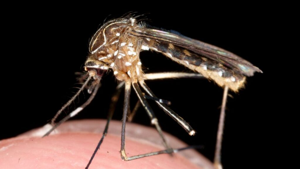 Mosquitos: se acerca la temporada alta del virus del río Ross