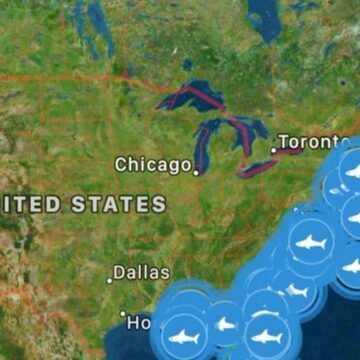 Los grandes tiburones blancos parecen acumularse en la costa este de EE. UU.