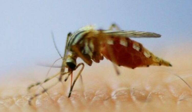 ¿A quién pican más los mosquitos? Expertos advierten sobre boom durante la Niña
