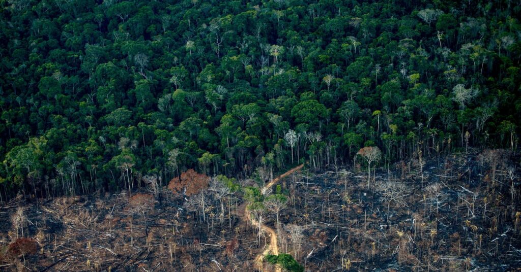 Esto es lo que se necesitará para poner fin a la deforestación para 2030