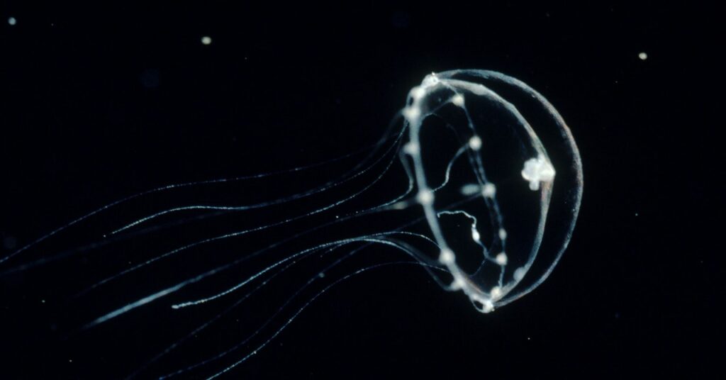 Una medusa modificada genéticamente ofrece un vistazo a otras mentes