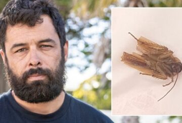 Hombre de Nueva Zelanda encuentra una cucaracha en su oreja