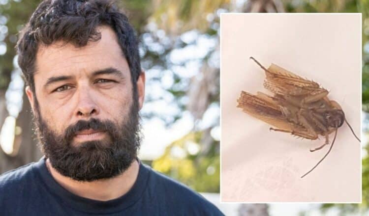 Hombre de Nueva Zelanda encuentra una cucaracha en su oreja