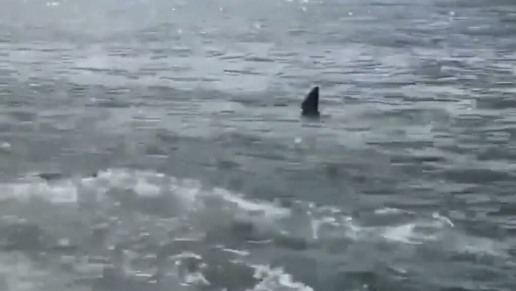 Las playas de Bate Bay en Sídney cierran tras el avistamiento de un gran tiburón blanco