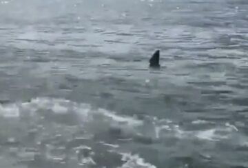 Las playas de Bate Bay en Sídney cierran tras el avistamiento de un gran tiburón blanco
