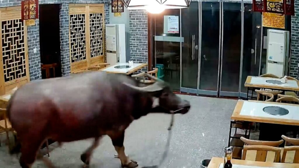 Toro búfalo escapa de carnicero y carnero en restaurante en China