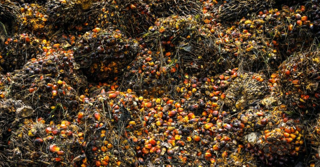 ¿Puede el aceite de palma sintético ayudar a salvar los bosques tropicales del mundo?