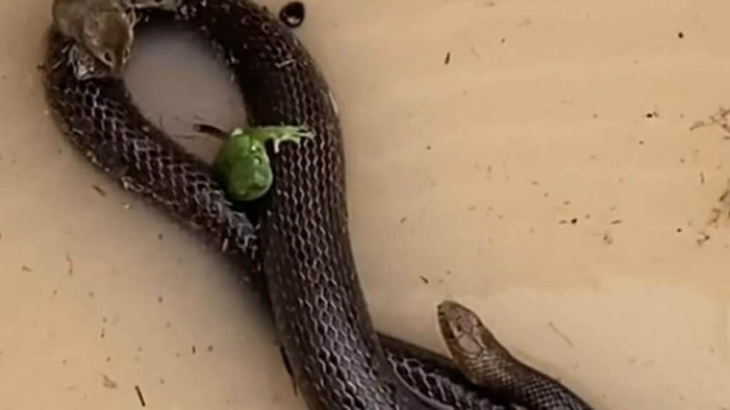 Inundaciones de Queensland: Ratones y ranas se aferran a serpientes