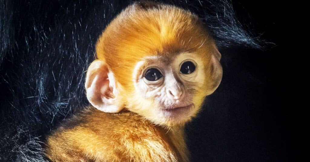 La brutal razón por la que algunos primates nacen con un color extraño
