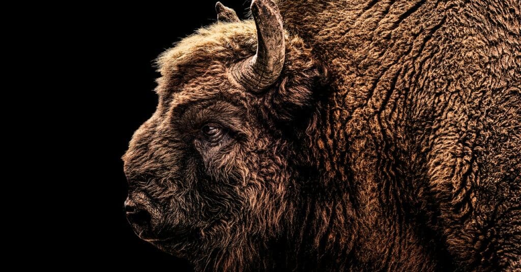 Conoce a los New Woodland Rangers del Reino Unido: una manada de bisontes salvajes