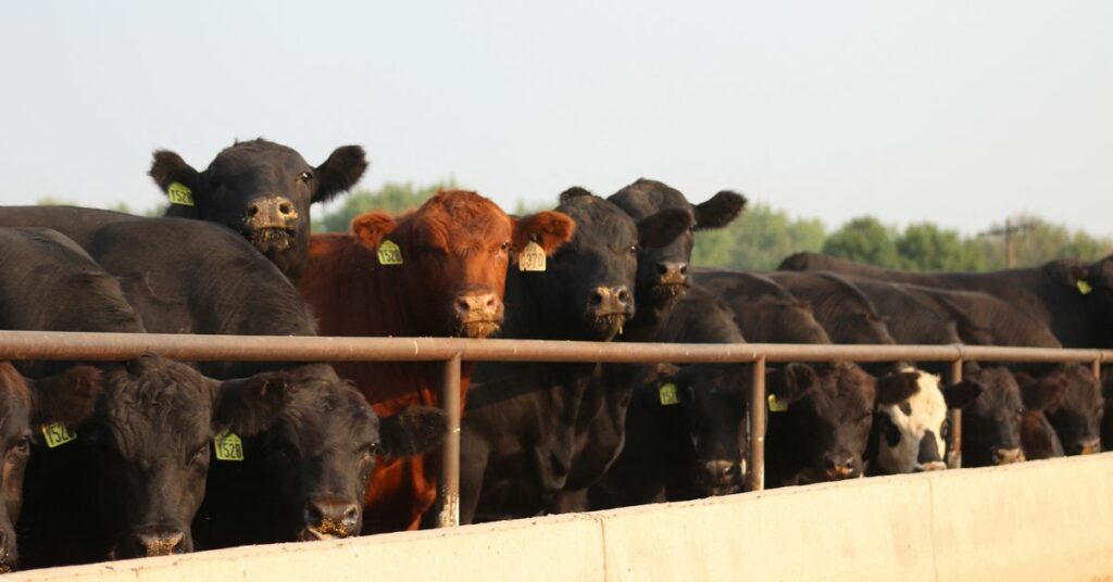 Cattle Empire feedyard, in Satanta, Kansas
