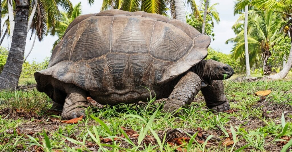 Lo que las tortugas pueden enseñar a los humanos sobre la ciencia del envejecimiento lento