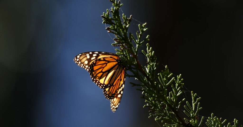 ¿Hay buenas noticias para las mariposas monarca?  Los científicos no están de acuerdo