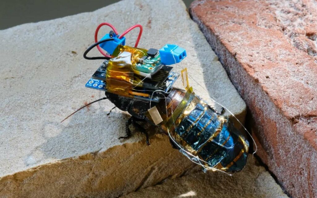 Le dispositif collé sur le dos de cette blatte la transforme en cyborg télécommandée. © Y. Kakei et al.