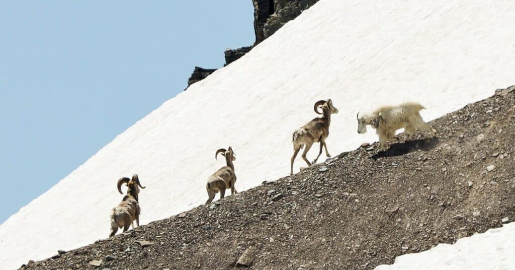 Las cabras y las ovejas se pelean en las Montañas Rocosas.  Culpar al derretimiento de los glaciares