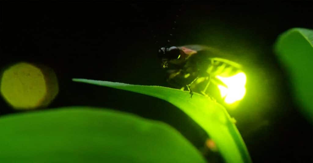 Una nueva explicación de cómo parpadean las luciérnagas sincronizadas