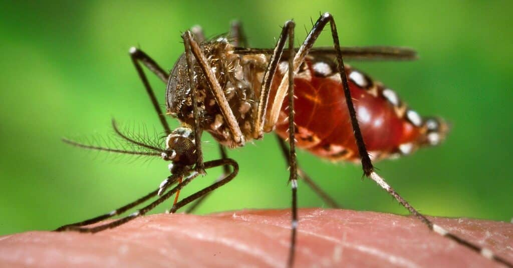 Resulta que combatir mosquitos con mosquitos realmente funciona