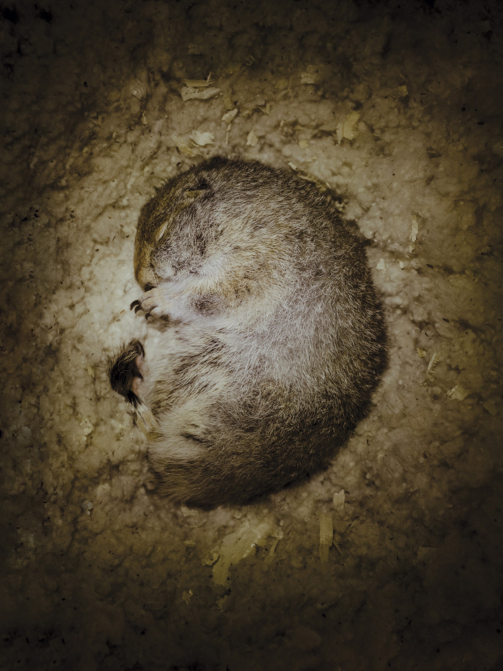 Fotografía de una ardilla terrestre del Ártico dormida