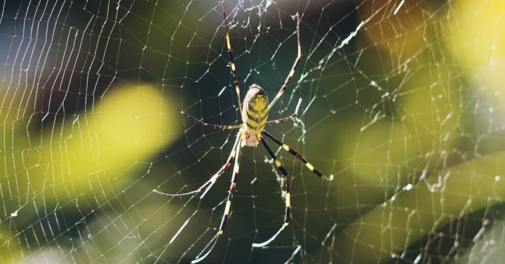 Por favor, deja de enloquecer por esta araña amarilla gigante