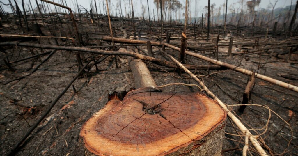 Charred trunks are seen on a tract of Amazon jungle that was recently burned by loggers and farmers in Porto Velho