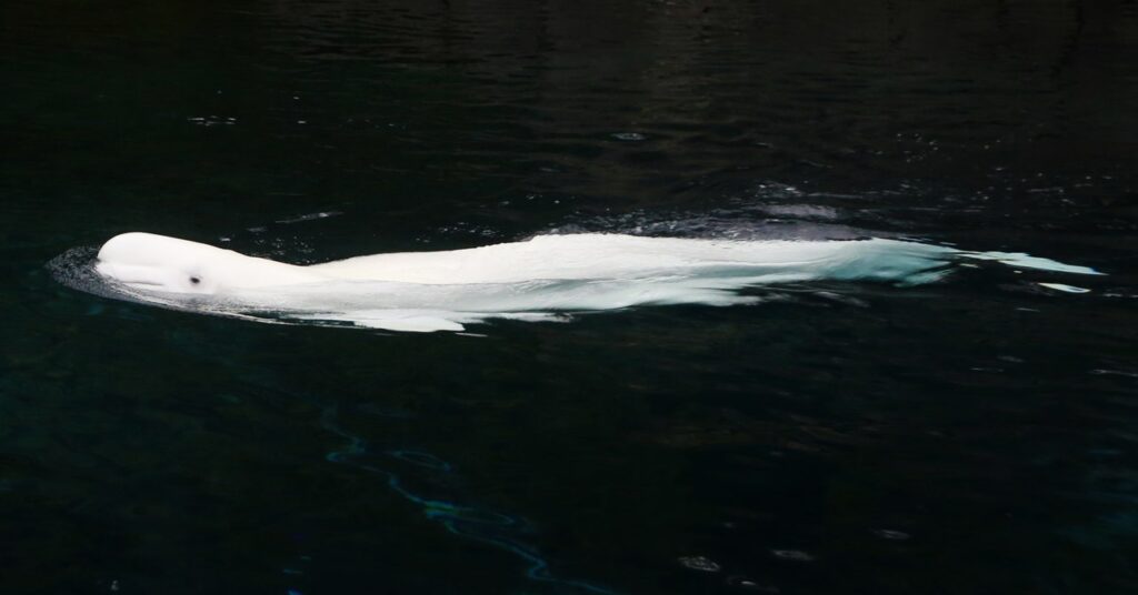 El misterio de la desaparición de las ballenas de Alaska
