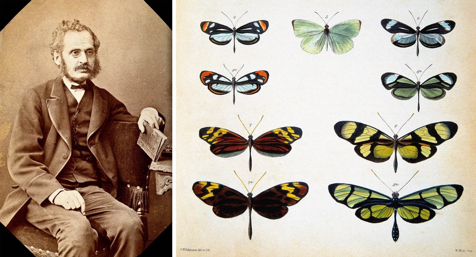 Esta ilustración en placa a color publicada por Henry Walter Bates en 1862 muestra cuatro parejas de mariposas y especies que...