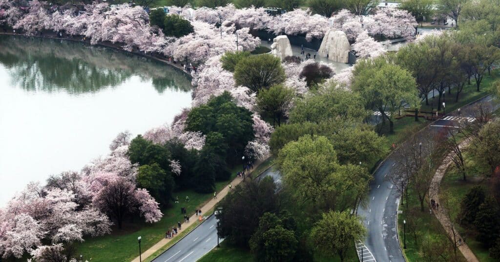Las flores de cerezo de Washington, DC atraen multitudes y preguntas sobre el clima
