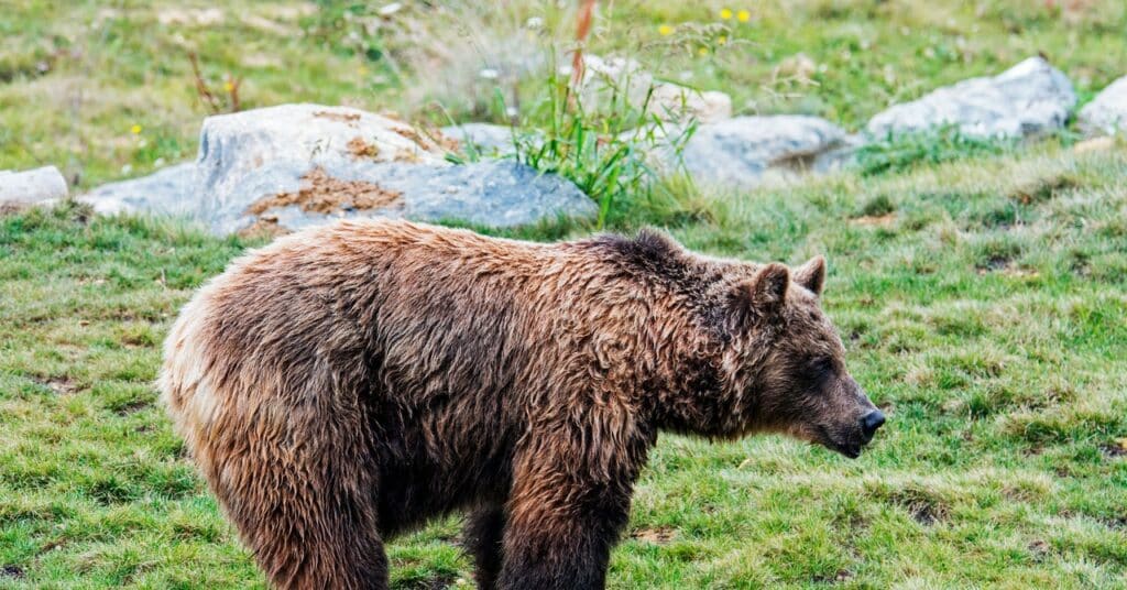 Un ataque fatal de oso alimenta una pelea por la reconstrucción