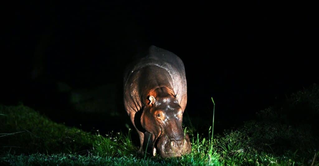 Los hipopótamos están en problemas.  ¿Los salvará el estatus de 'en peligro'?