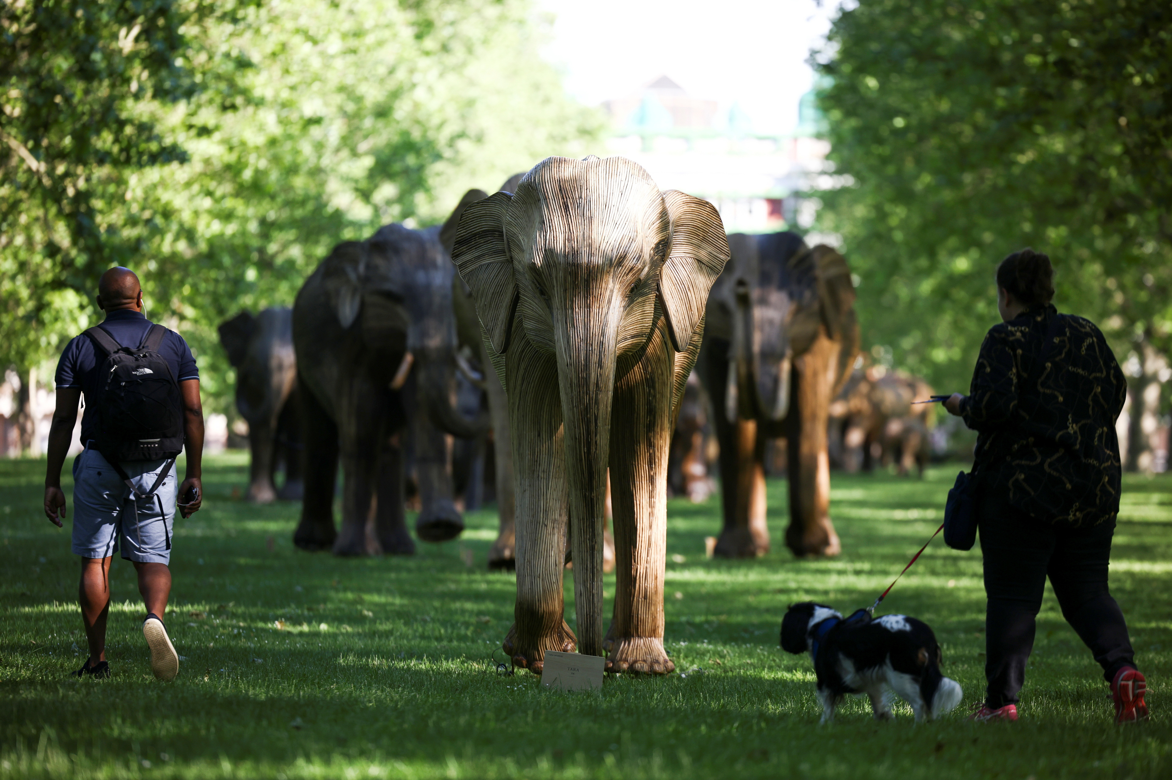 Exposición de esculturas de elefantes de tamaño natural en Green Park, en Londres