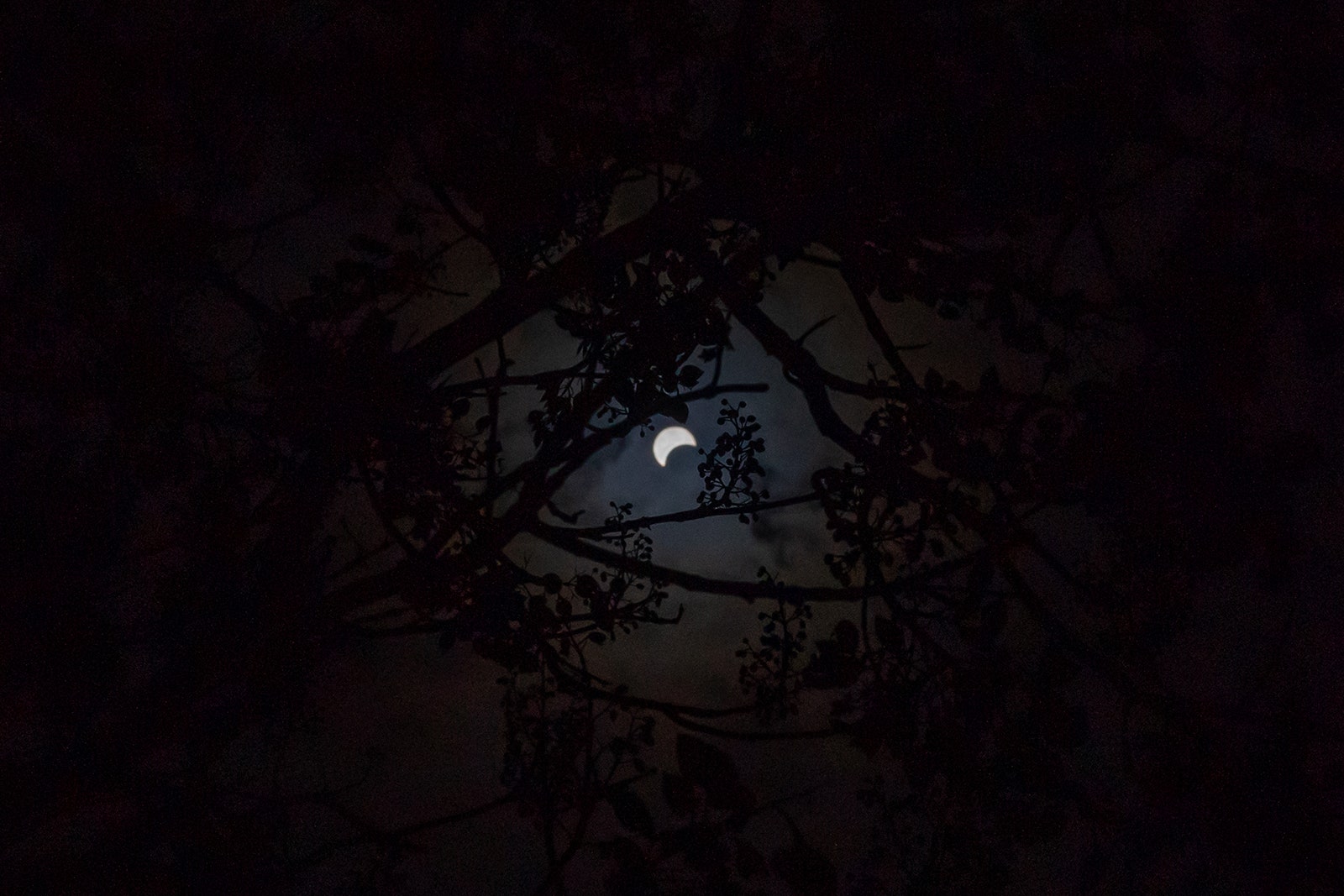 Foto de un eclipse solar parcial visto a través de los árboles en el Instituto Franklin en Filadelfia, Pensilvania, el 8 de abril de 2024.